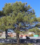 genus Pinus. Взрослое растение с шишками (хвоя длиной около 20 см). Ростовская обл., г. Таганрог, в сквере. 09.04.2018.