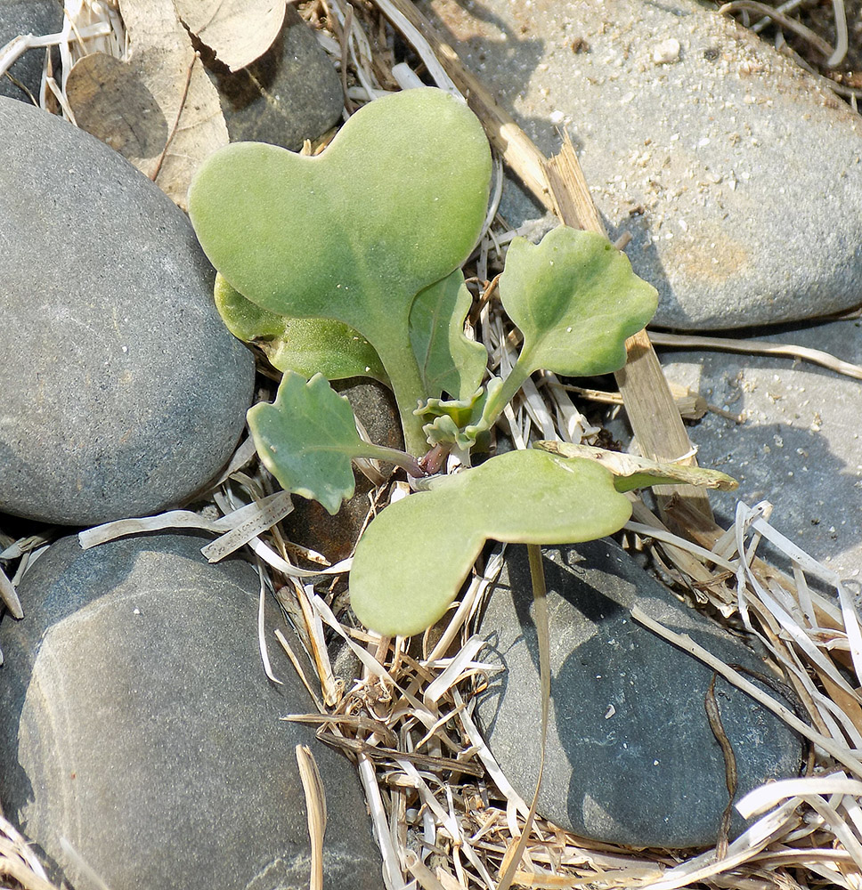 Изображение особи Crambe maritima.