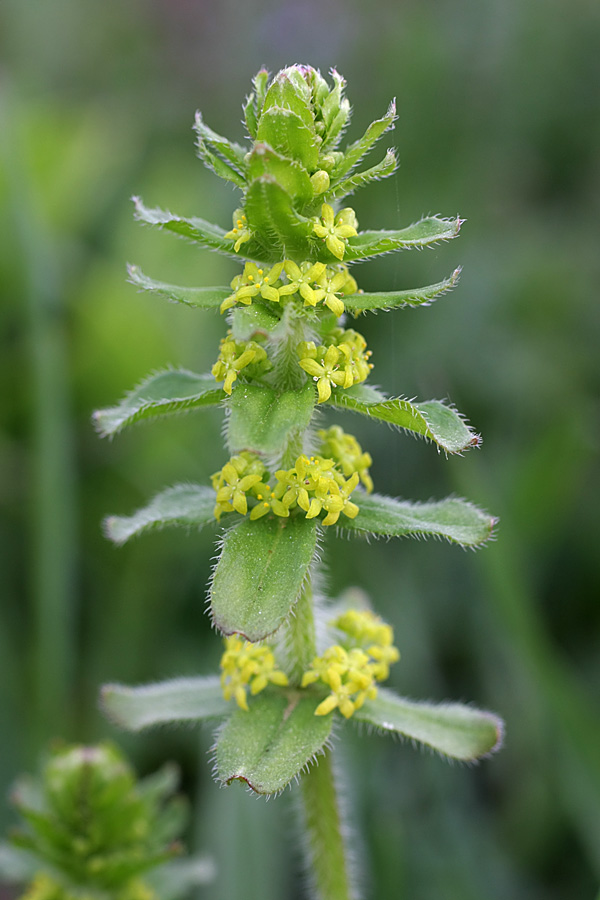 Image of Cruciata laevipes specimen.