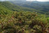 Juniperus hemisphaerica. Заросли \"цветущих\" растений. Республика Адыгея, Майкопский р-н, ок. 6 км юго-восточнее хутора Победа, хребет Скалистый (Уна-Коз), скала Галкина, у обрыва. 05.05.2018.