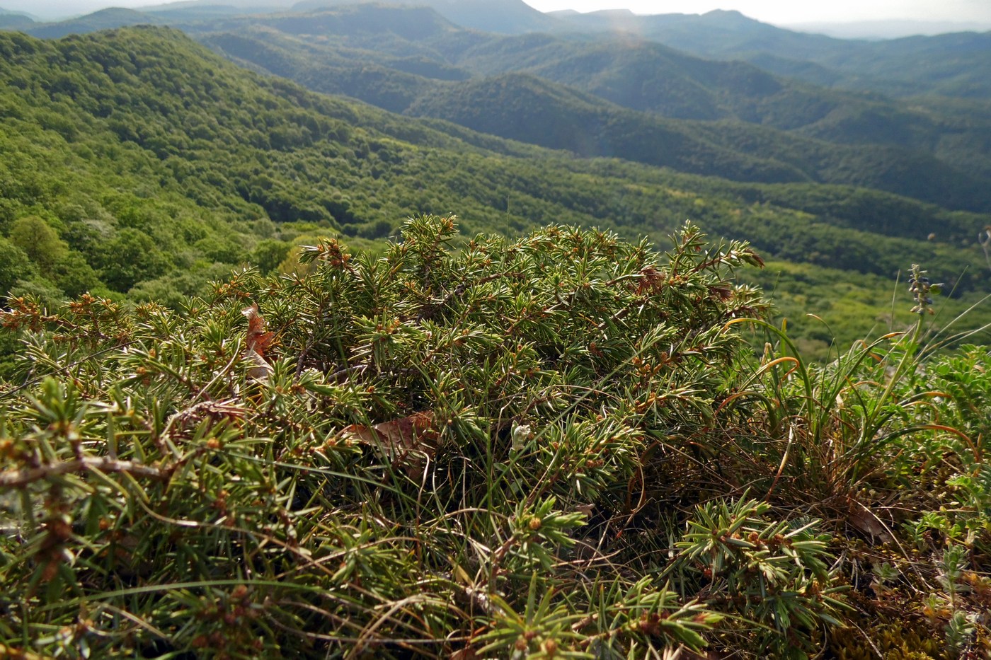 Image of Juniperus hemisphaerica specimen.