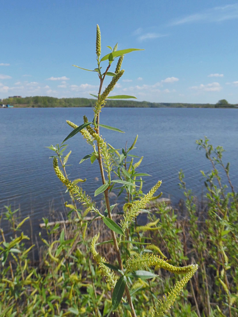 Image of Salix triandra specimen.