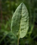 Rumex acetosa. Прикорневой лист. Пермский край, Оханский р-н, Тулумбаихинское сельское поселение, Кунчурихинский бор, сырой луг. 27.05.2018.