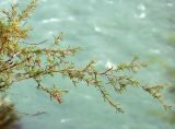 Caragana pygmaea
