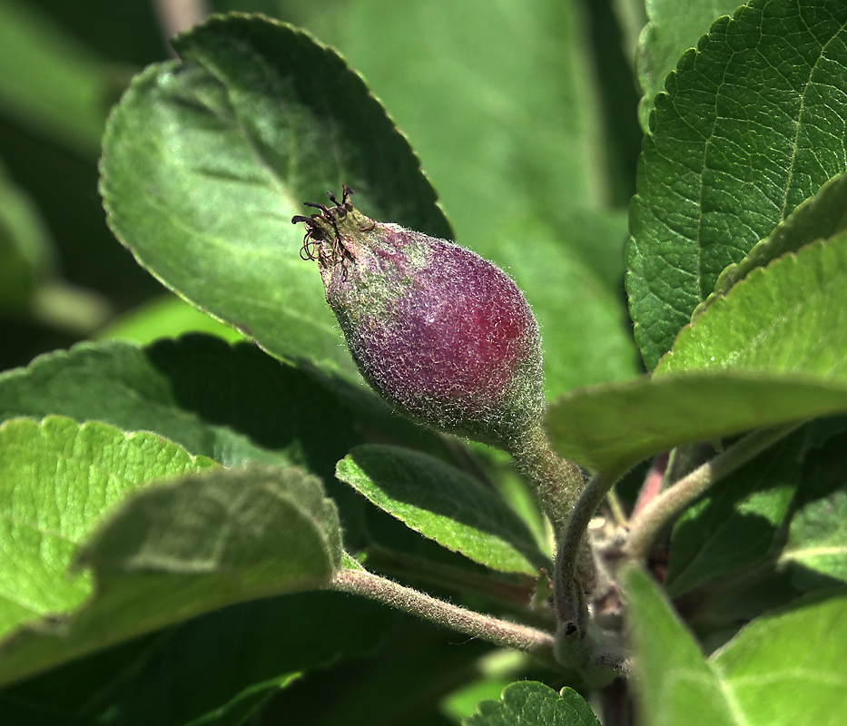 Изображение особи Malus domestica.