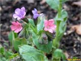 Pulmonaria obscura. Верхушка растения с соцветием. Украина, Ивано-Франковская обл., Болеховский горсовет, Поляницкий сельсовет, Поляницкий региональный ландшафтный парк, ур. \"Скалы Довбуша\", возле туркомплекса \"Скала\". 12.04.2018.