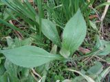 Rudbeckia hirta