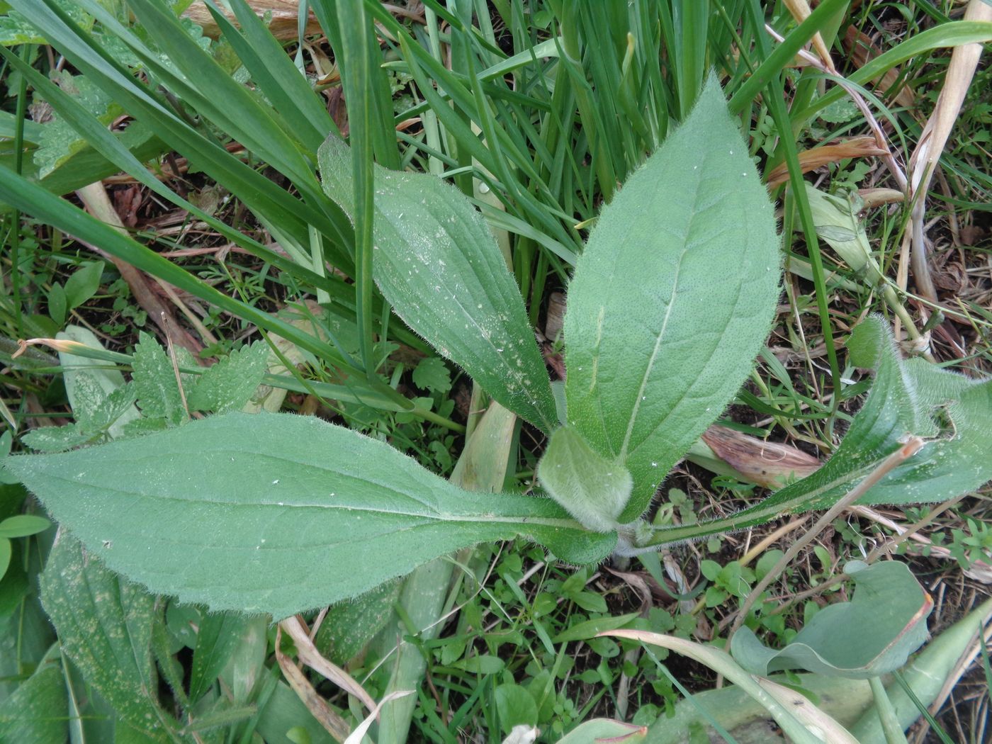 Image of Rudbeckia hirta specimen.