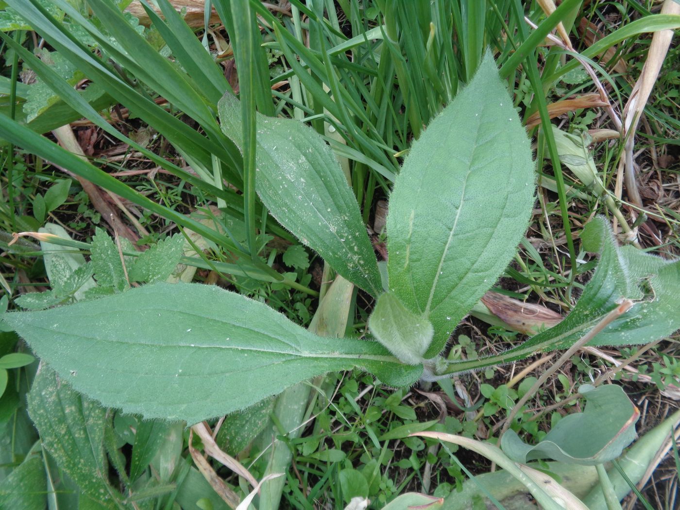 Изображение особи Rudbeckia hirta.