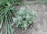 Alyssum szovitsianum