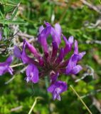Astragalus austroaltaicus