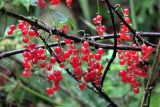 Ribes rubrum