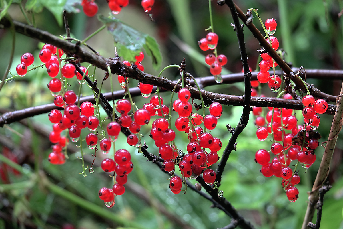 Изображение особи Ribes rubrum.