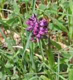 Dactylorhiza подвид georgica