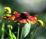 Helenium autumnale. Раскрывшееся и нераскрывшиеся соцветия. Московская обл., Раменский р-н, окр. дер. Хрипань, садовый участок. 11.08.2018.