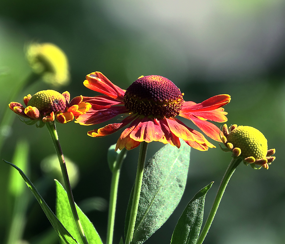 Изображение особи Helenium autumnale.