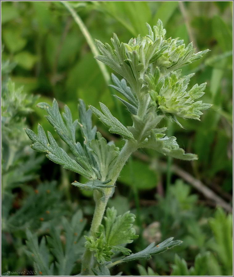 Image of Potentilla argentea specimen.