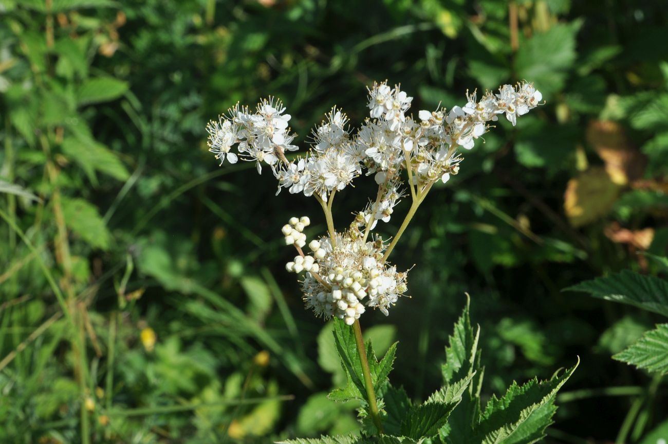 Image of Filipendula ulmaria specimen.