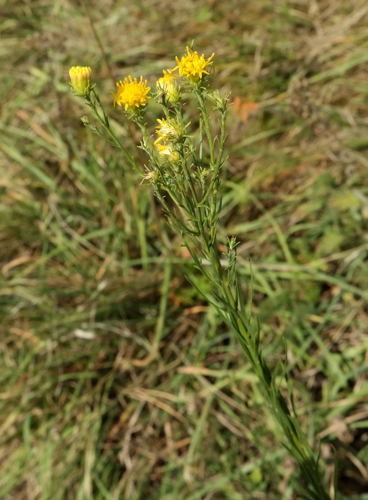 Image of Galatella linosyris specimen.