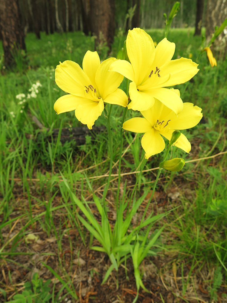 Изображение особи Hemerocallis minor.