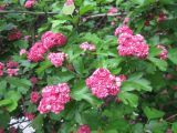 Crataegus &times; media