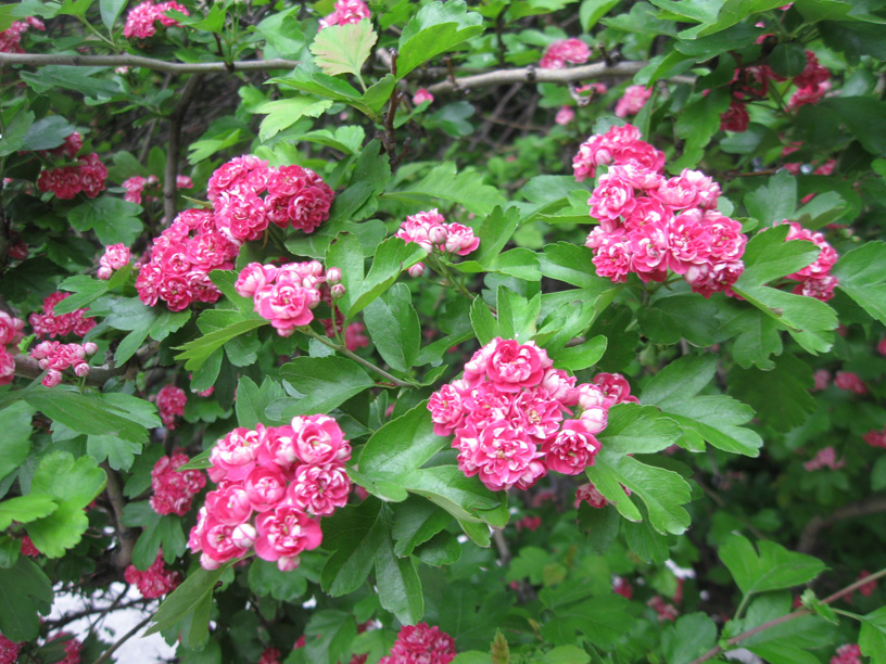 Image of Crataegus × media specimen.