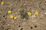 Tanacetum tabrisianum