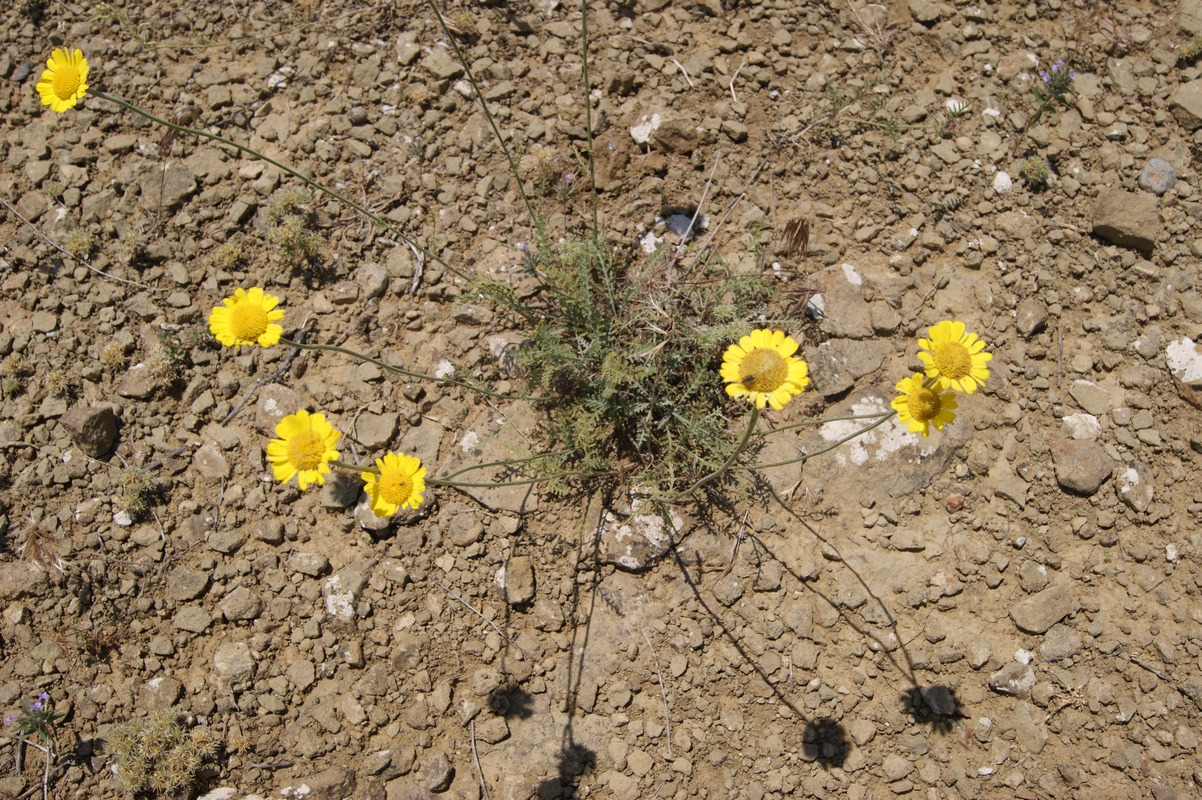 Image of Tanacetum tabrisianum specimen.