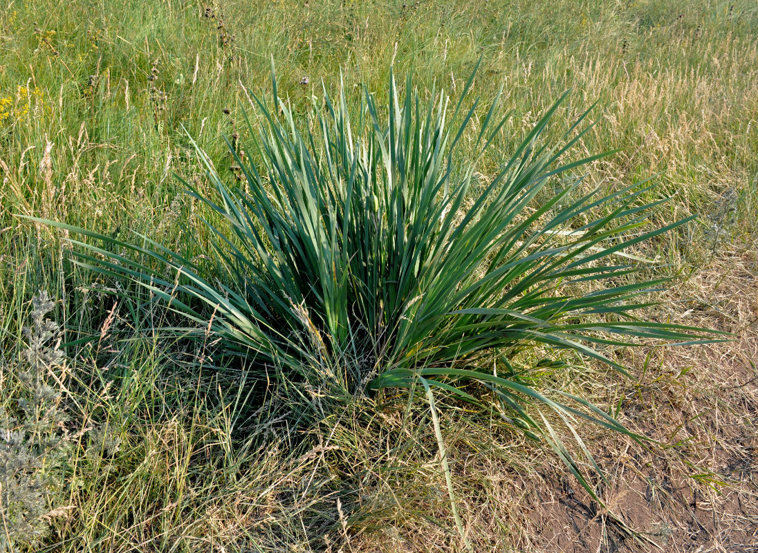 Image of Iris biglumis specimen.