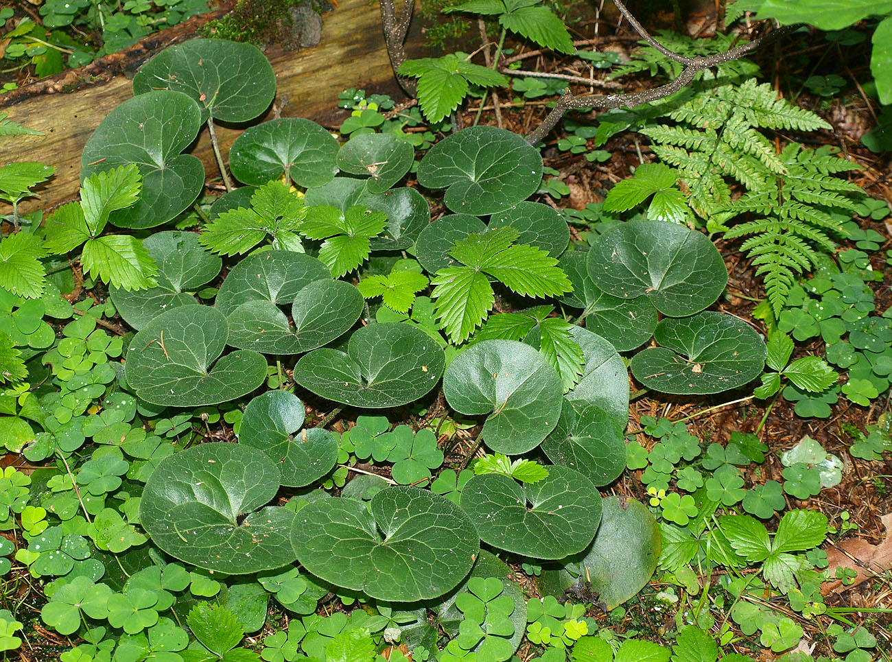 Изображение особи Asarum europaeum.