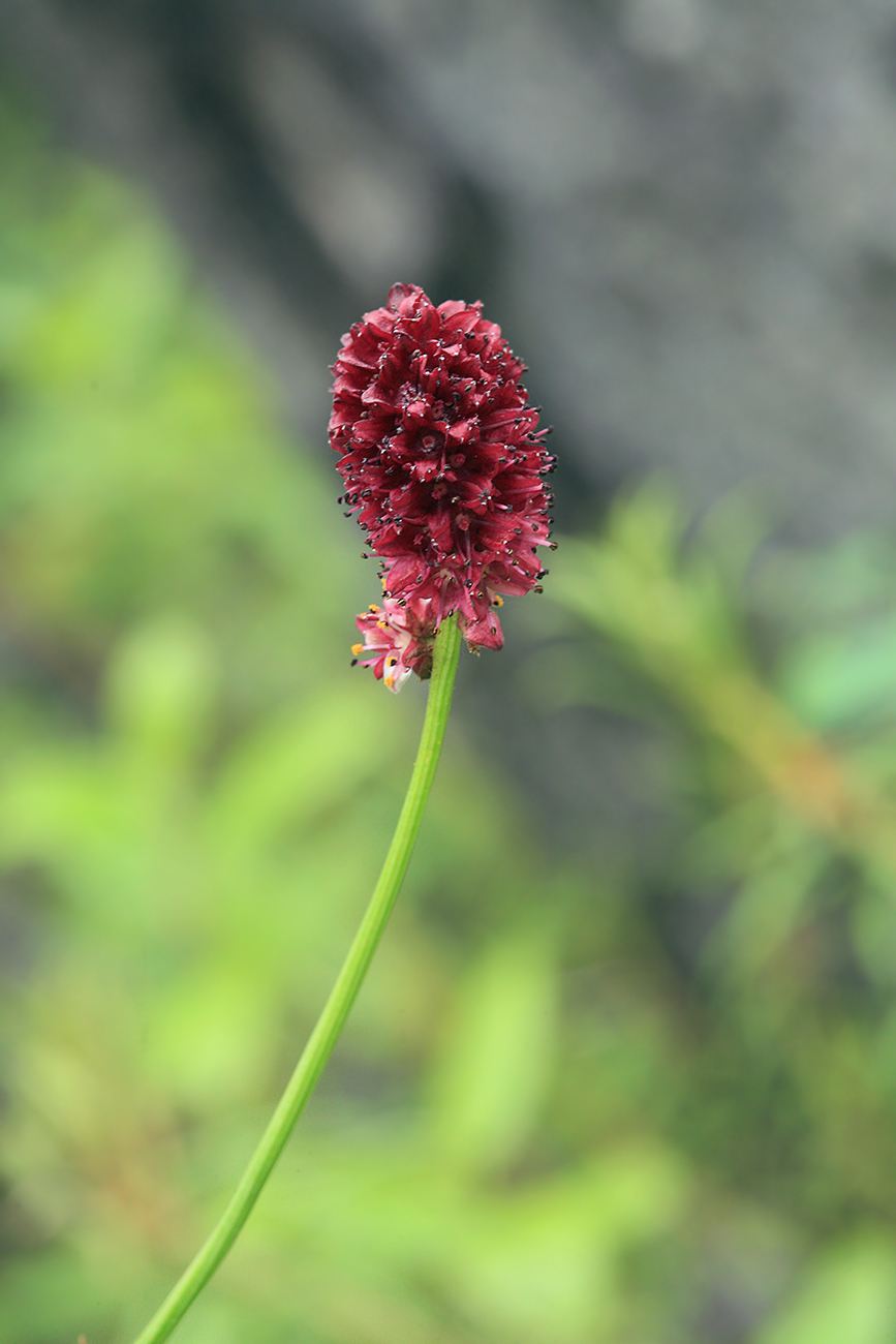 Изображение особи Sanguisorba officinalis.