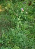 Centaurea scabiosa. Цветущее и отцветающее растение. Московская обл., Раменский р-н, пос. Ильинский, на сухой улице. 17.07.2018.