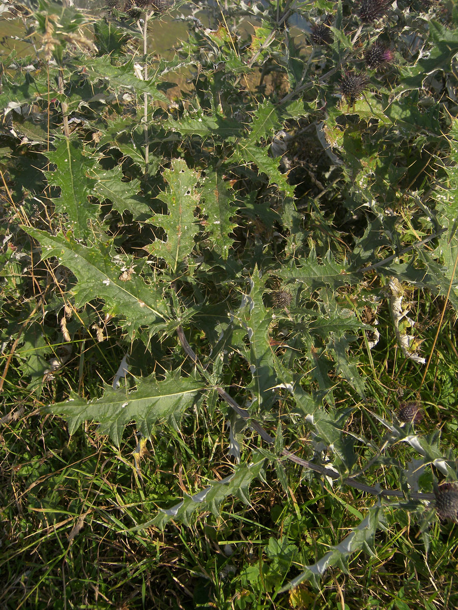 Изображение особи Cirsium euxinum.