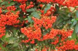 Pyracantha crenulata. Верхушки побегов с соплодиями. Краснодарский край, Черноморское побережье Кавказа, окр. г. Новороссийск, с. Абрау-Дюрсо, в культуре. 21 октября 2017 г.