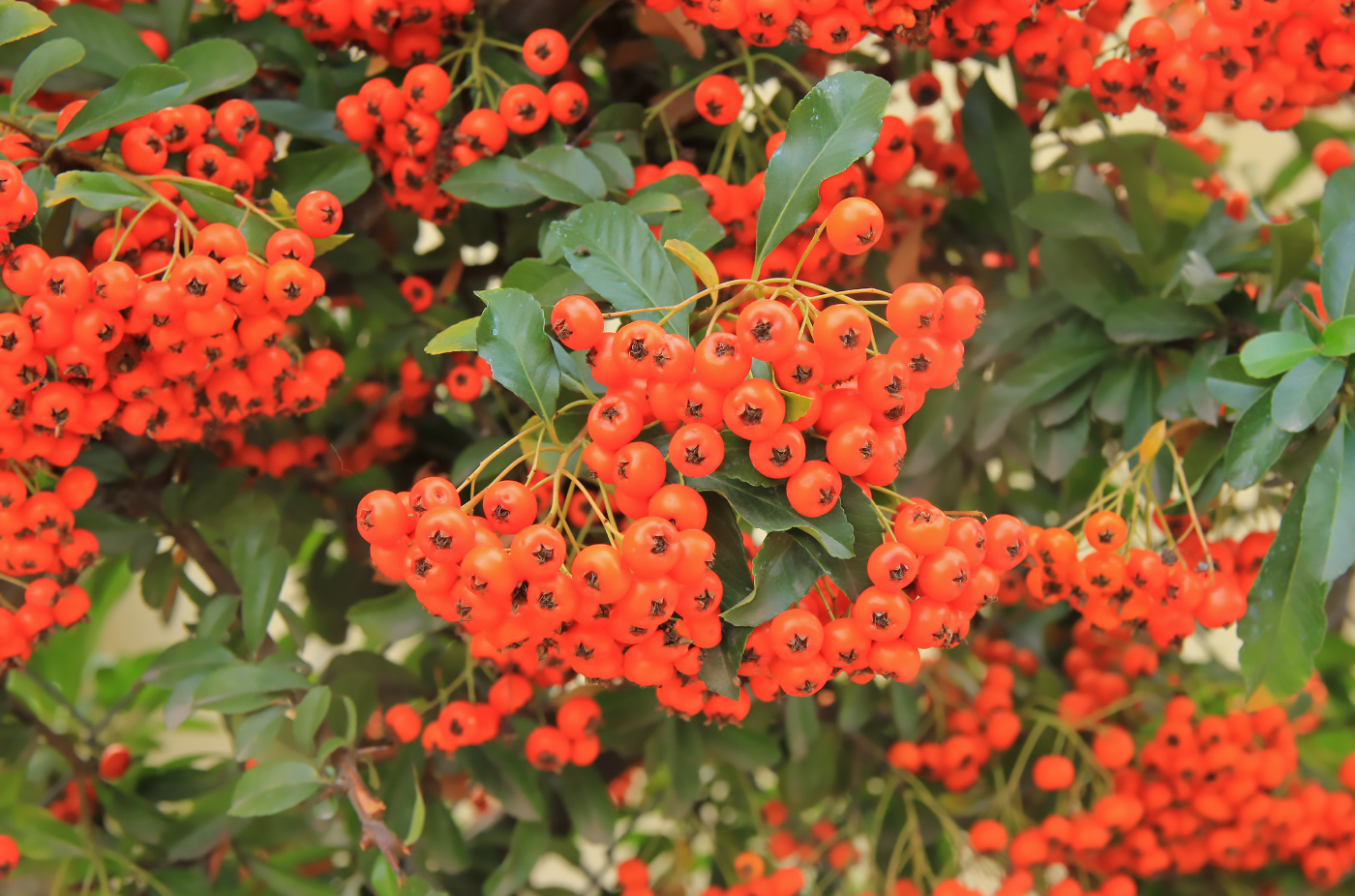 Image of Pyracantha crenulata specimen.