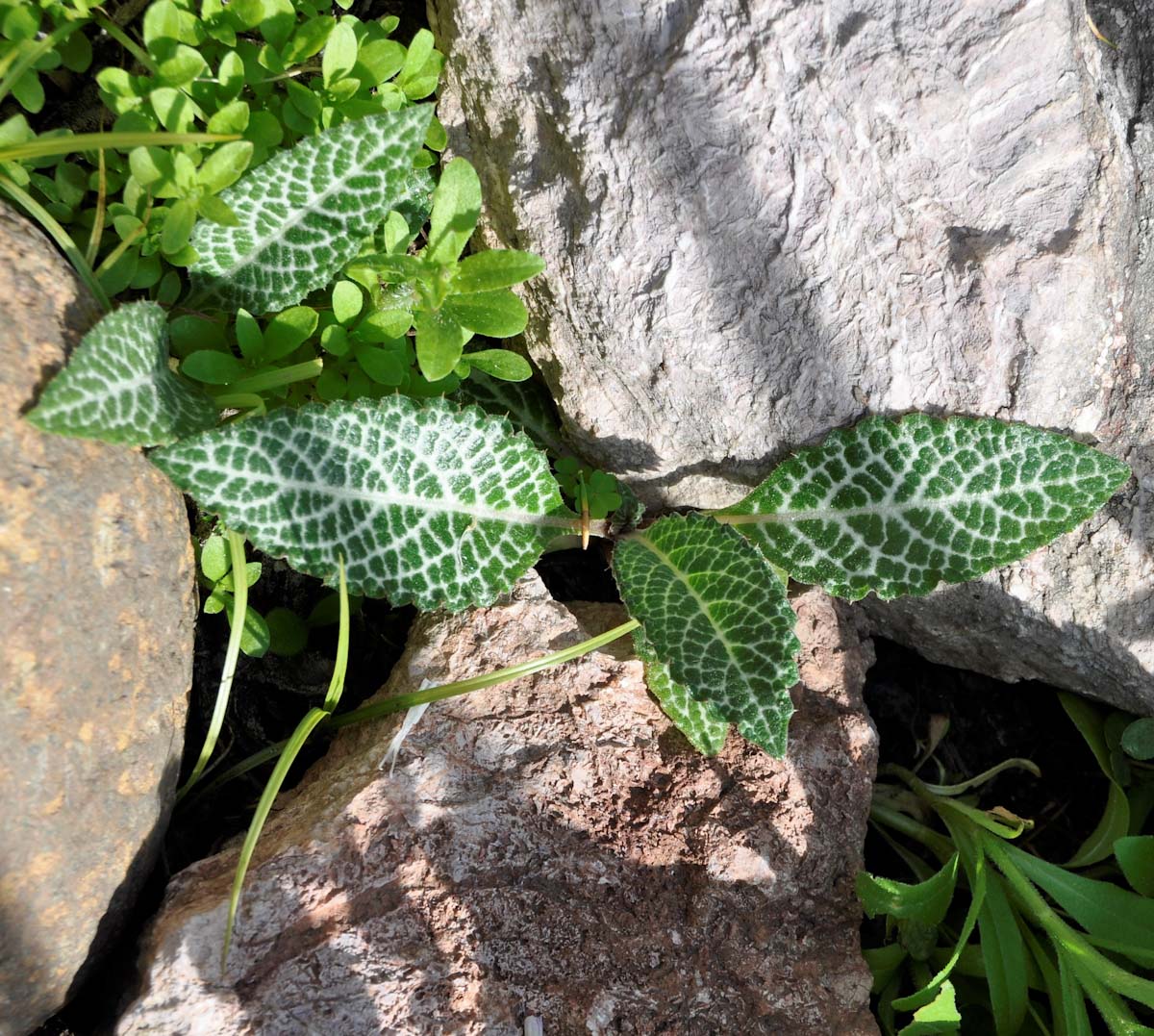 Image of Cynara makrisii specimen.