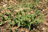 Pulmonaria mollis