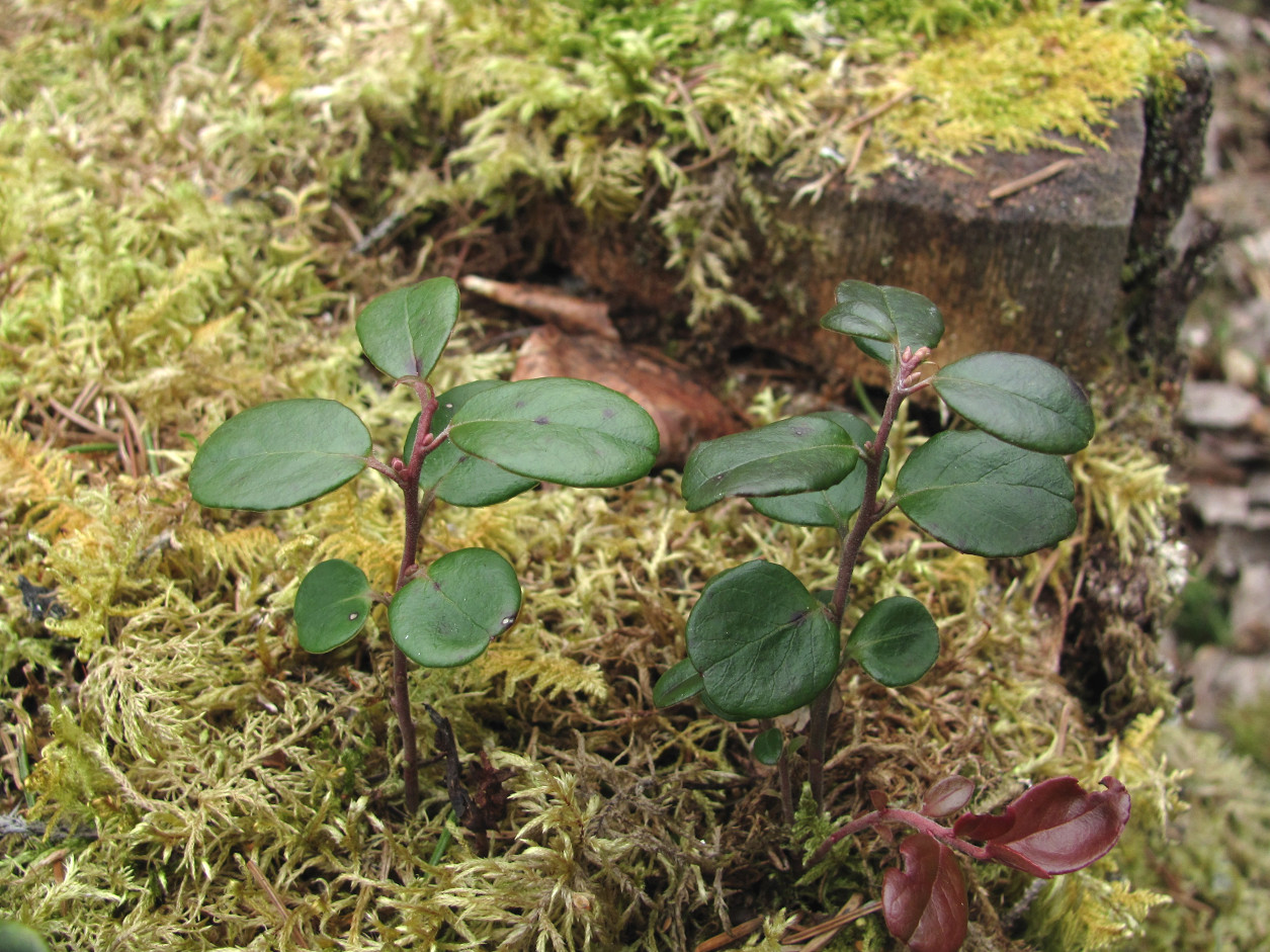 Image of Vaccinium vitis-idaea specimen.