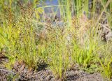 Juncus alpino-articulatus