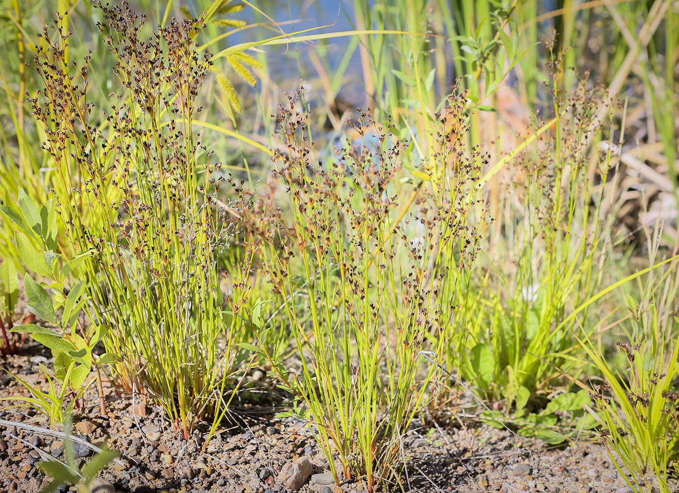 Изображение особи Juncus alpino-articulatus.