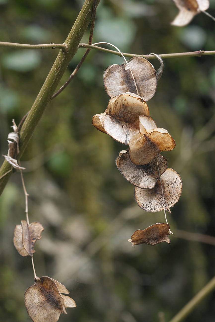 Изображение особи Dioscorea caucasica.