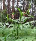 Lathyrus sylvestris