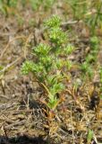 Scleranthus annuus. Цветущие растения. Крым, окр. Судака, гора Чатал-Кая, участок степи на вершине горы. 16 мая 2019 г.