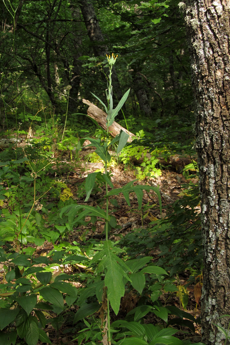 Image of Lactuca quercina specimen.