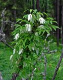 Atragene sibirica. Цветущее растение. Алтай, Улаганский р-н, окр. перевала Кату-Ярык, ≈ 1200 м н.у.м., опушка хвойного леса, на ветви упавшего дерева. 20.06.2019.