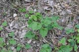 Humulus lupulus