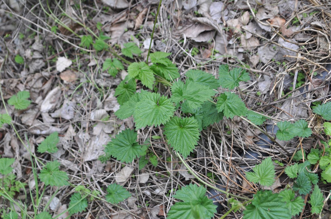 Изображение особи Humulus lupulus.