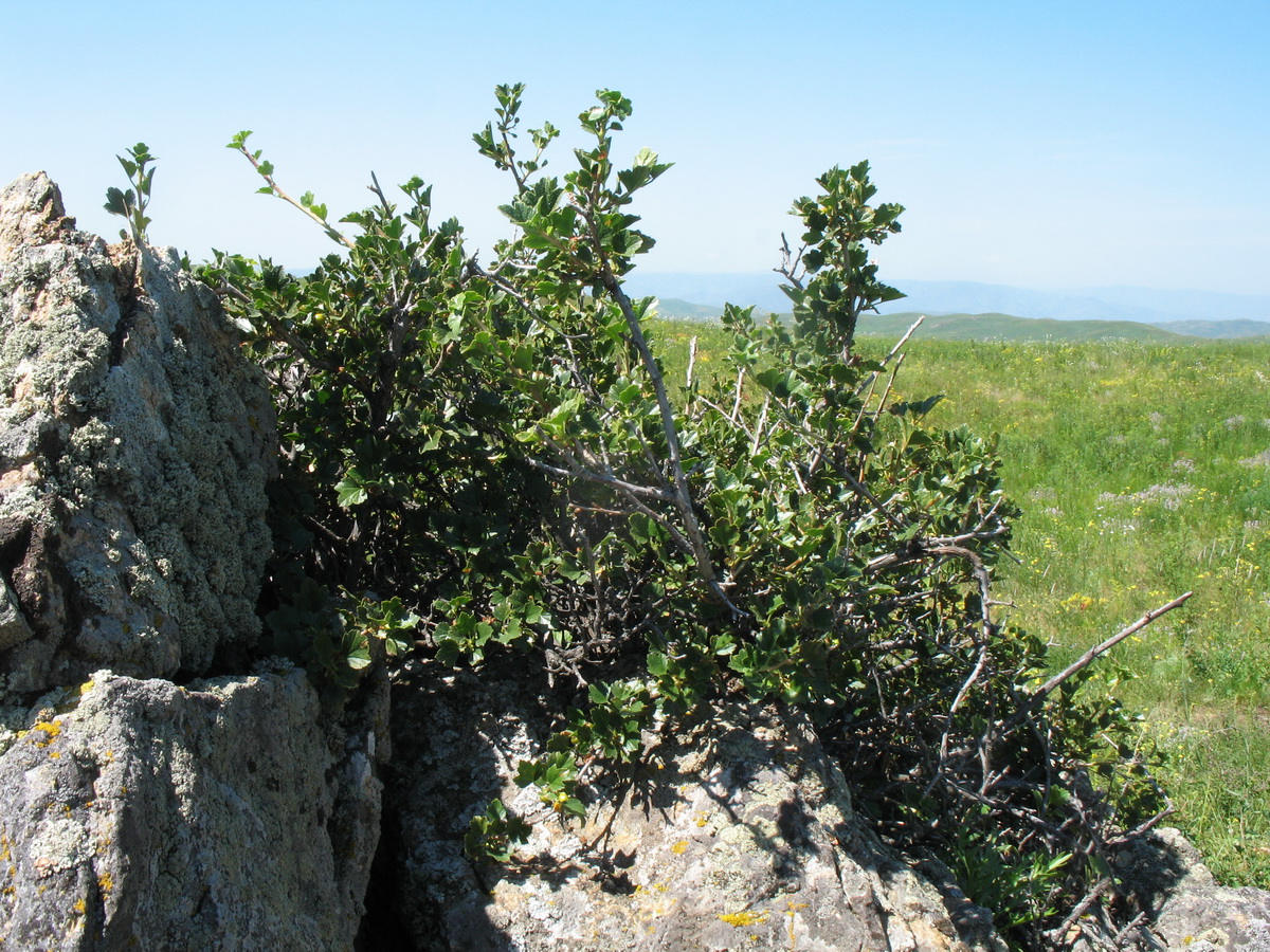 Изображение особи Ribes heterotrichum.