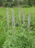 Aconitum leucostomum