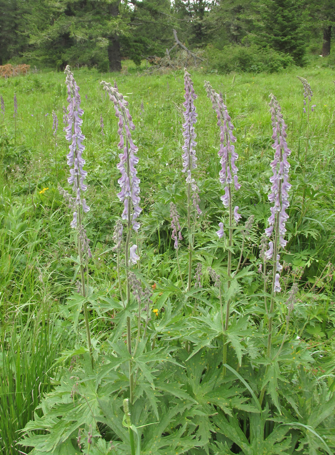 Изображение особи Aconitum leucostomum.